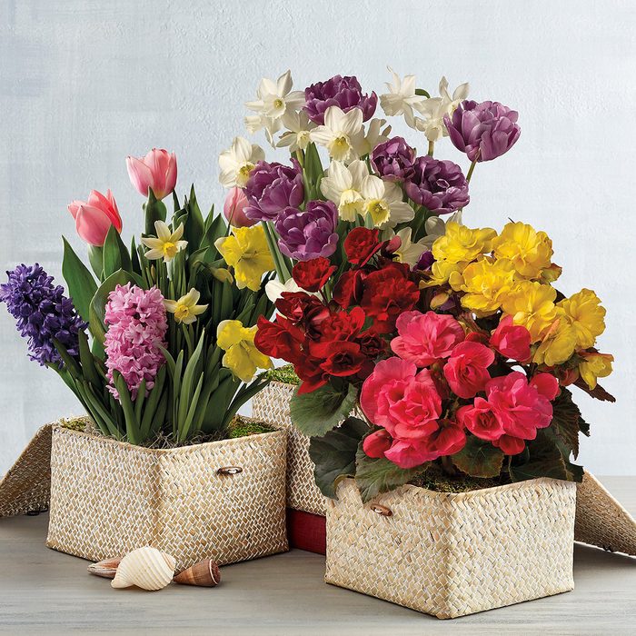 Bulb Of The Month Club