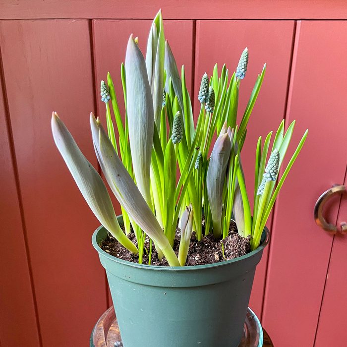 Harry & David Bulb Of The Month Club