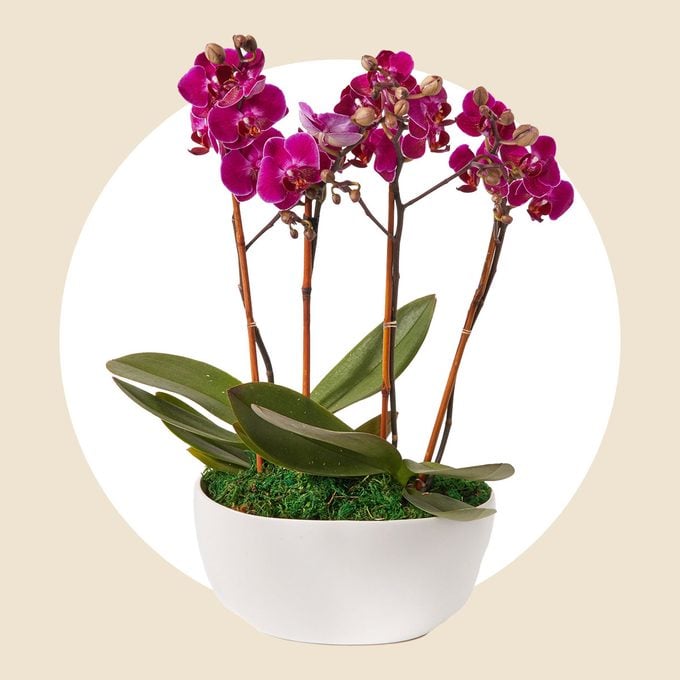 Urbanstems The Orchid Garden