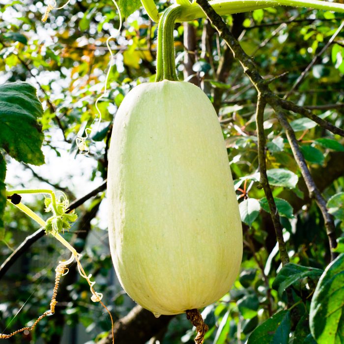 White zucchini in the garden, hanging in the air
