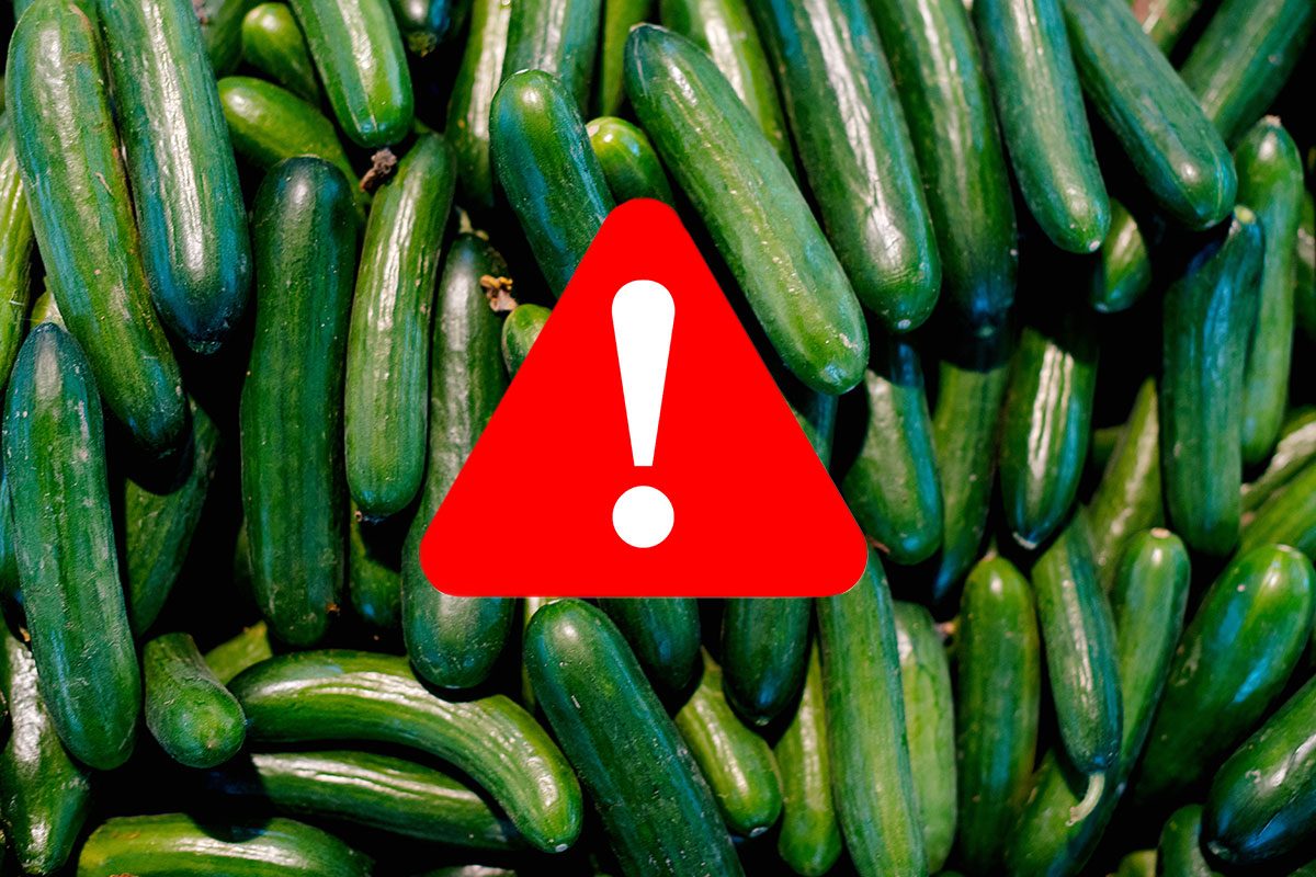 Major Salmonella Outbreak: Cucumbers Linked to 26 Illnesses in 15 States