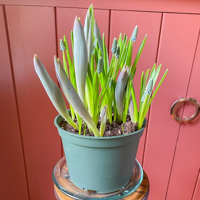 Toha25 Harry &amp David Bulb Of The Month Club Katie Bandurski 01 Ssedit