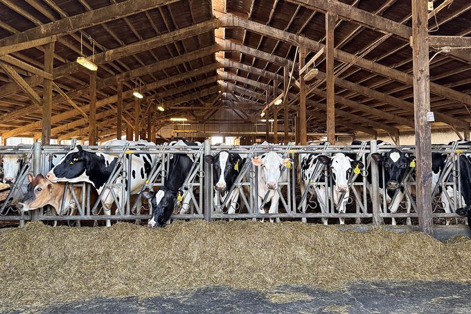 White Cheddar Vs Cheddar