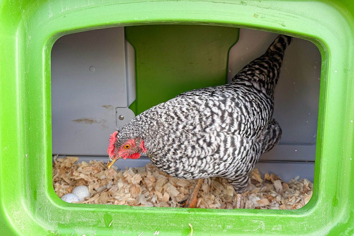 Toha25 Eglu Cube Lara Eucalano 07 Ssedit